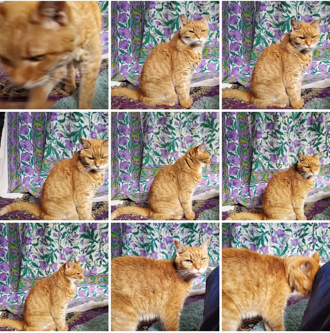 A grid of photos of an orange tabby cat in different poses, sitting and walking in front of a purple floral curtain.