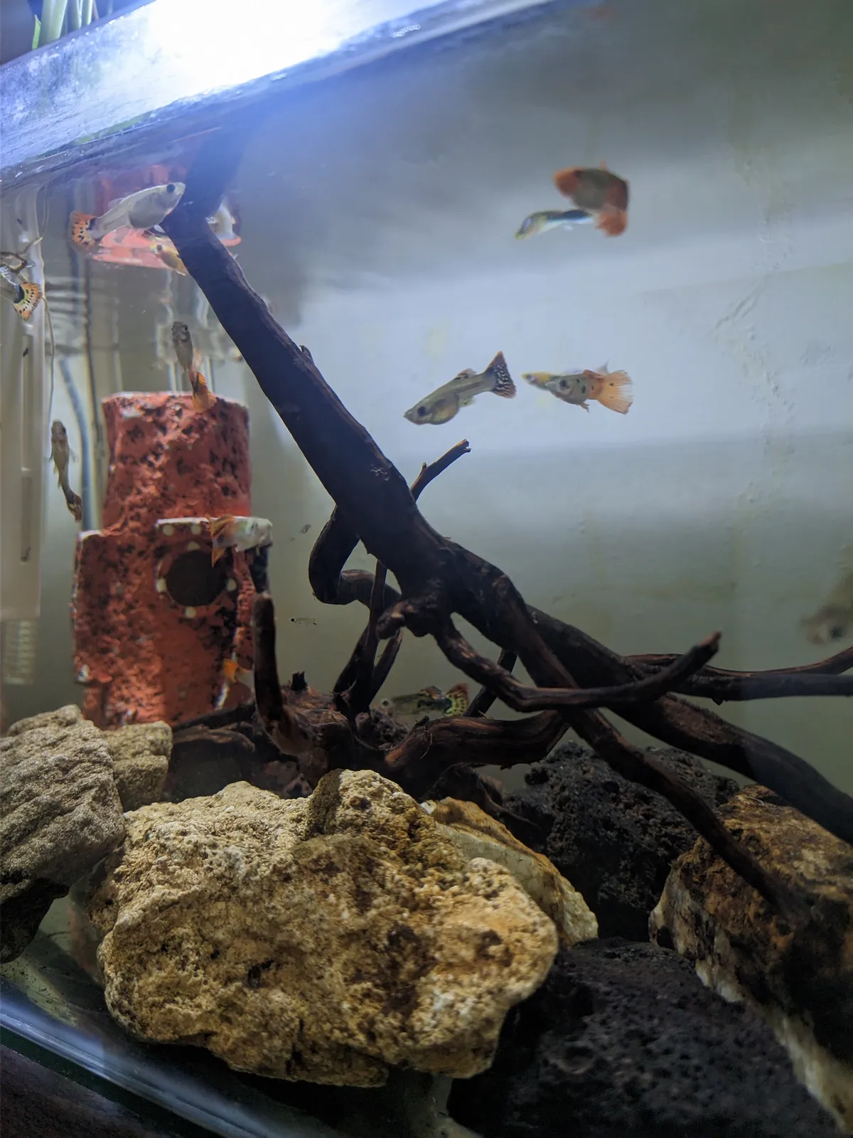 Ikan Liburan
