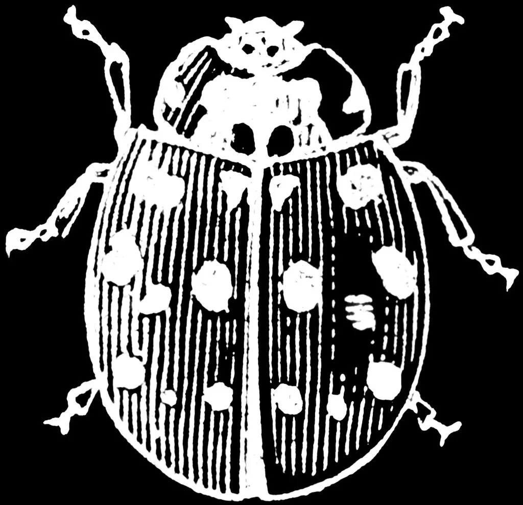 ladybug
