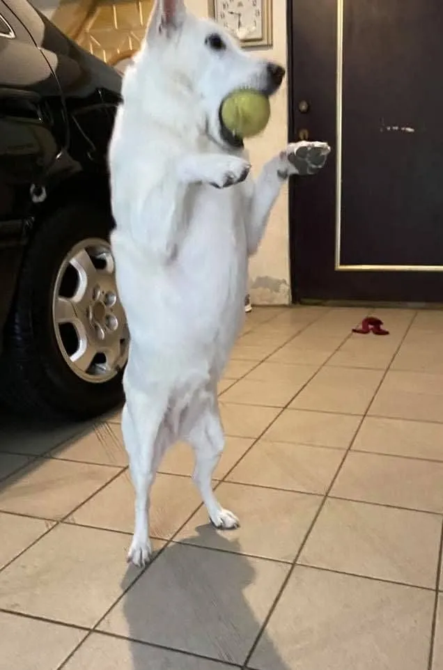 143607275_3631216953661235_2254460456717148490_n