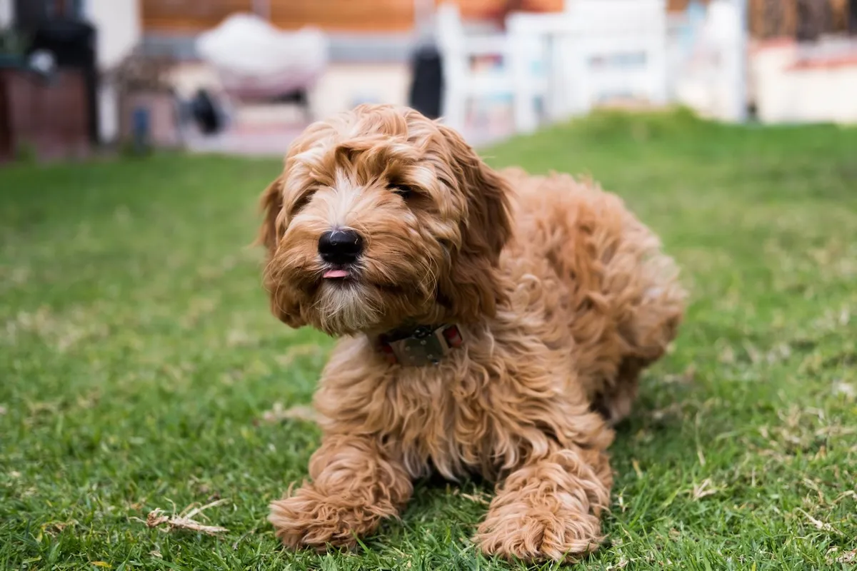 1499CF0B-F923-4A9C-8698-CFE31F0AA343