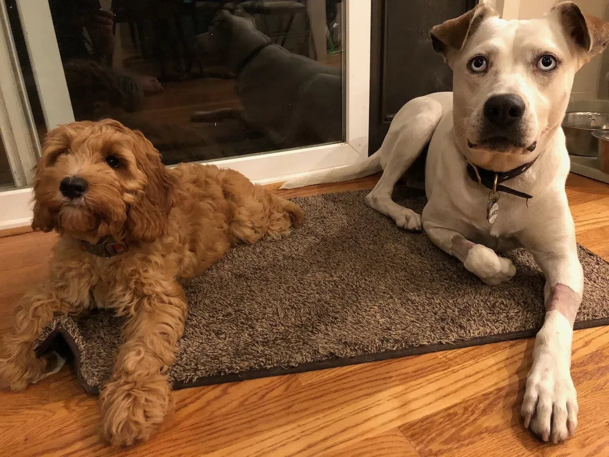 3ED74EF4-5BB7-4333-B2DA-55DCA261934C