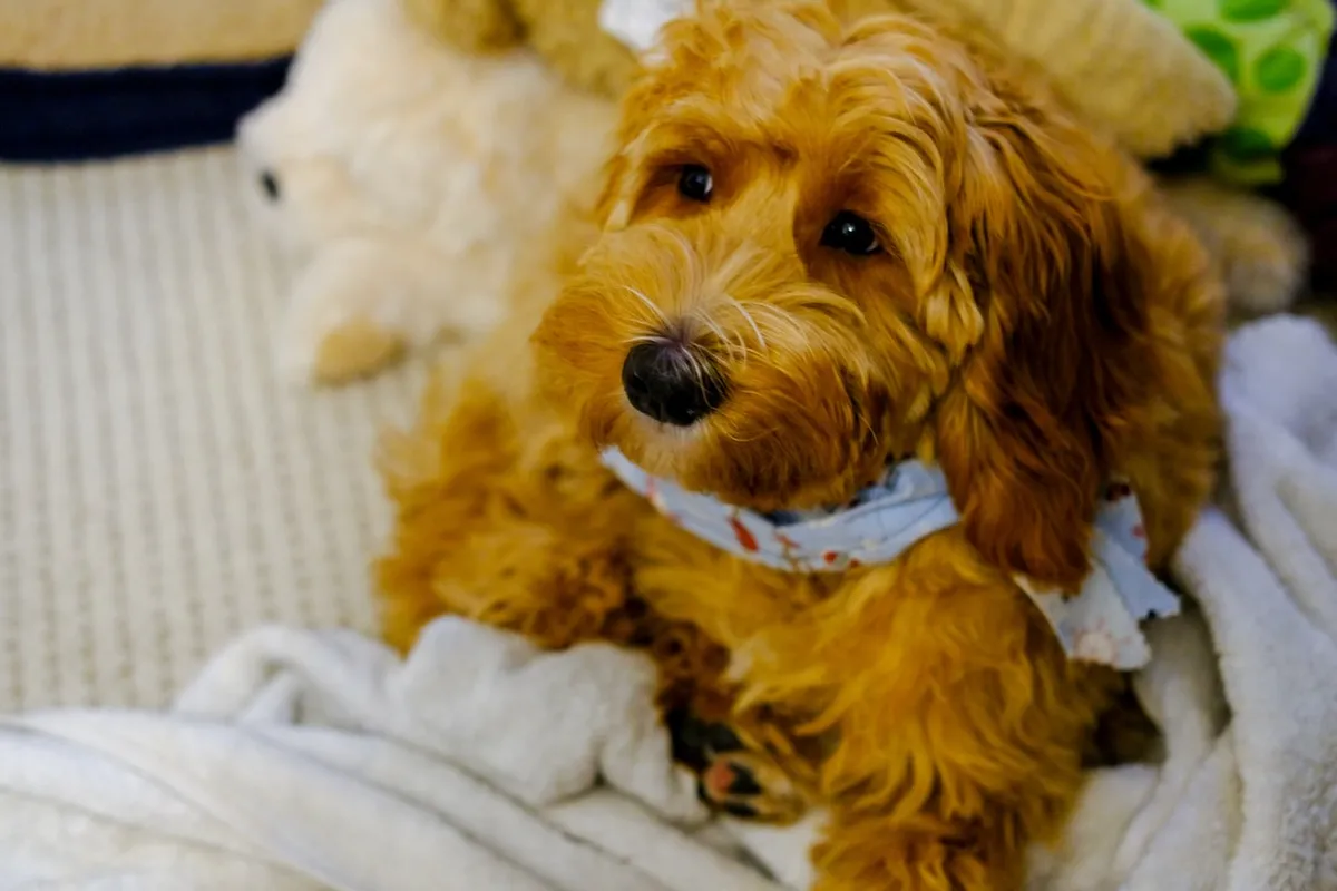 53F07895-57C5-4848-9F9F-A80D16C82262