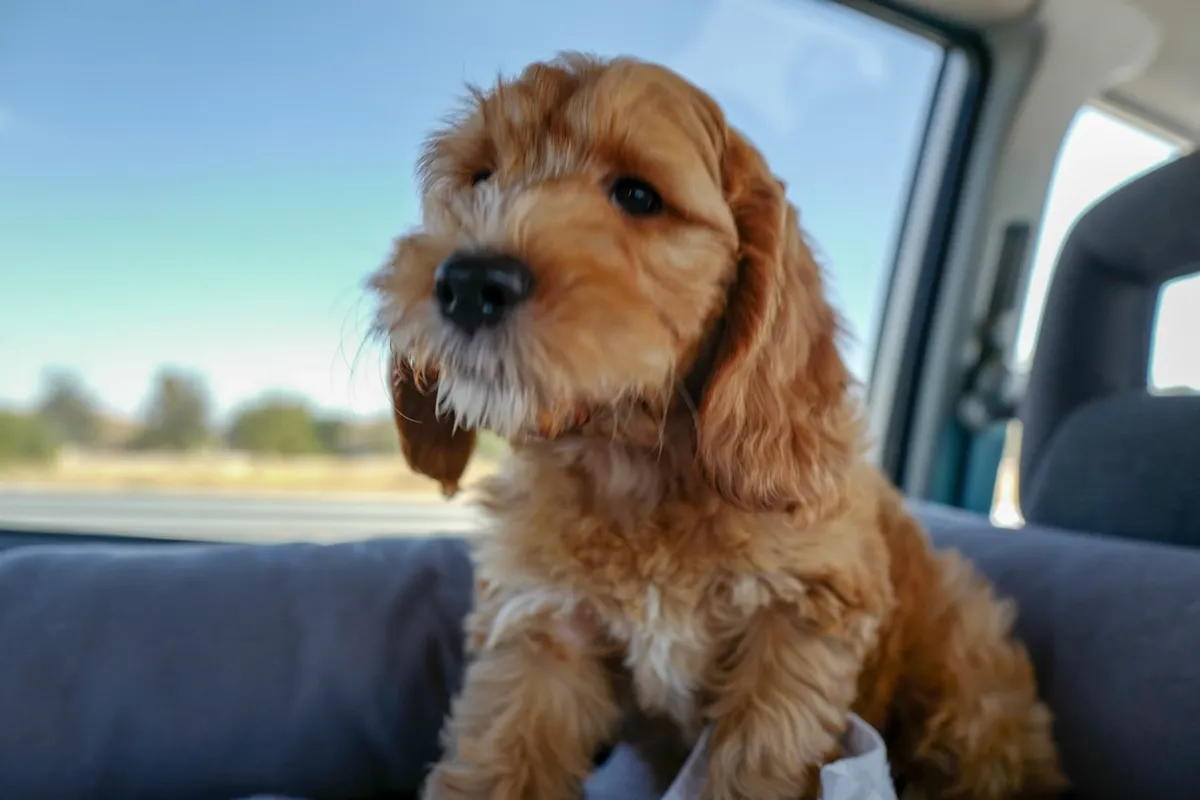 5743A2E4-1C15-490C-8D95-E7595FD18802