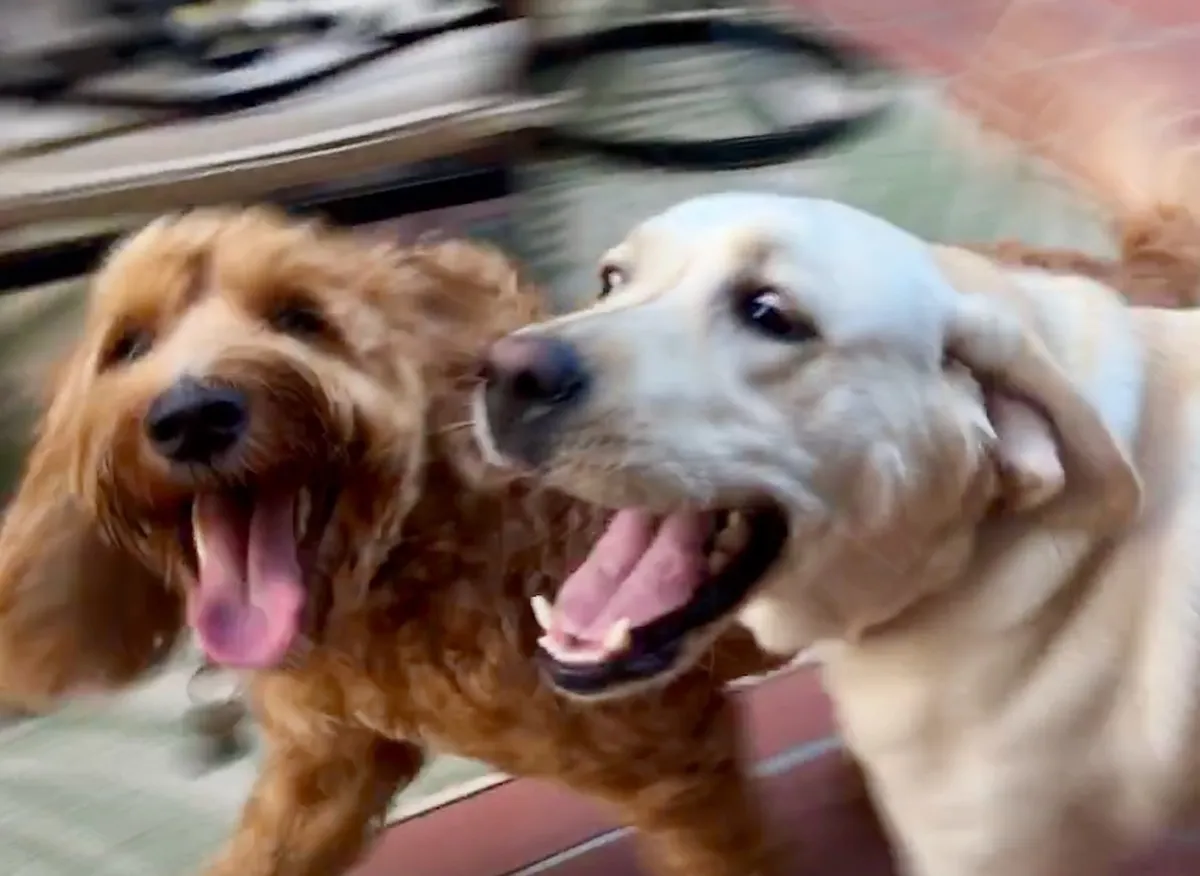 6CEF772F-BCA1-41E9-B1FA-08BDEA0712ED