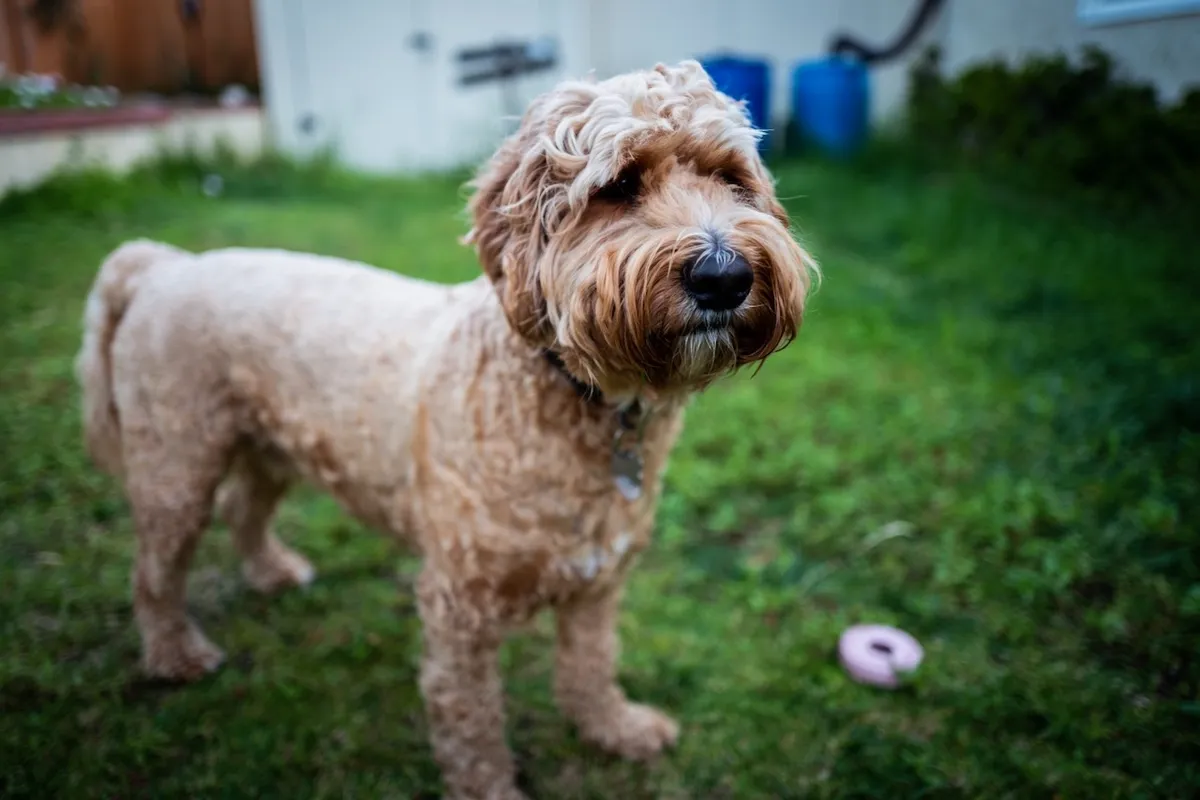 77B078C5-B575-4C15-8604-8C7B043400C6