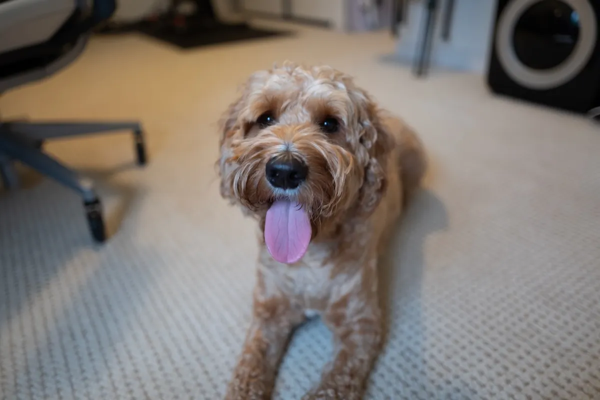 E56A1E09-0A5A-4BBA-8B1B-A69A147B5464