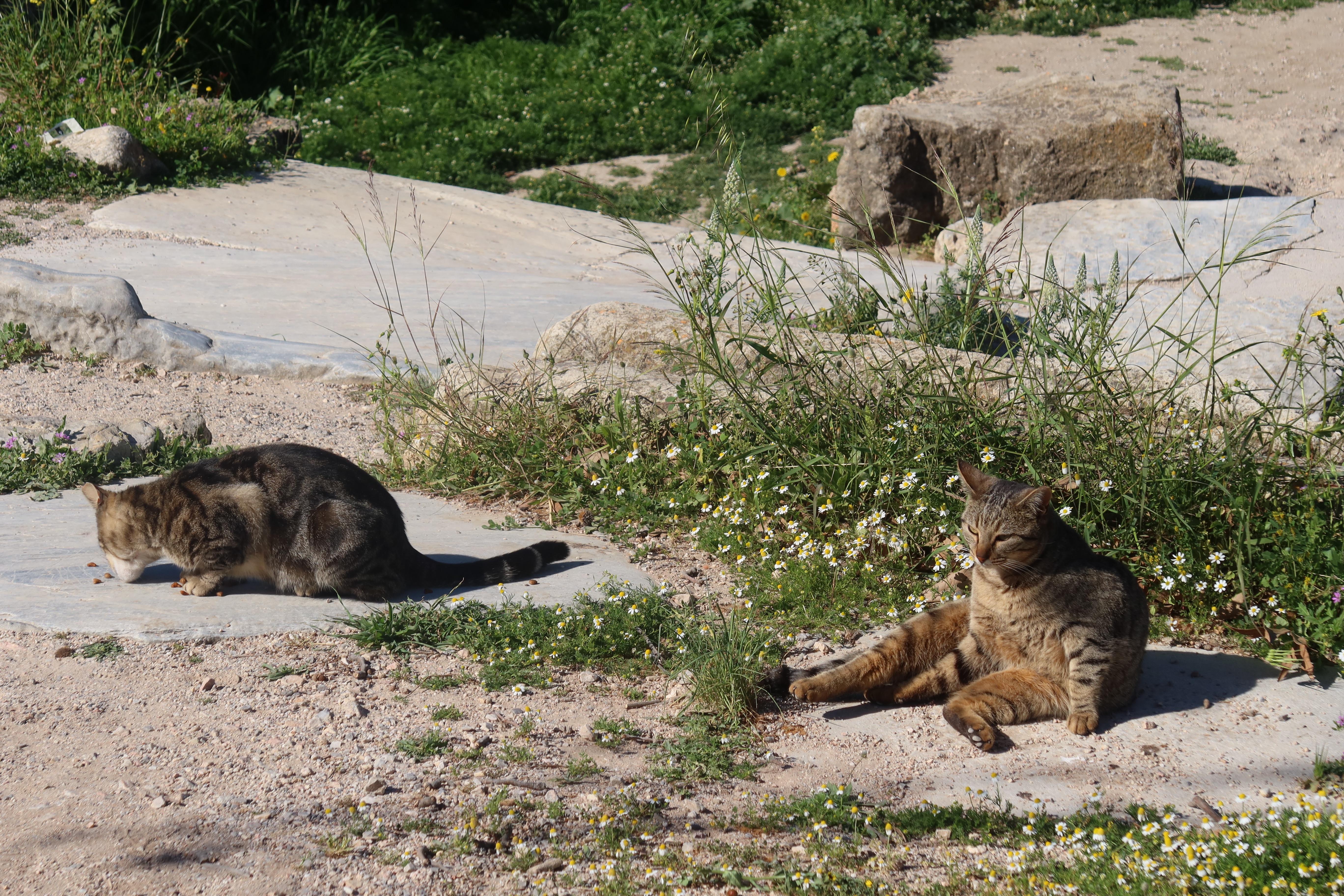 IMG_3742_Original