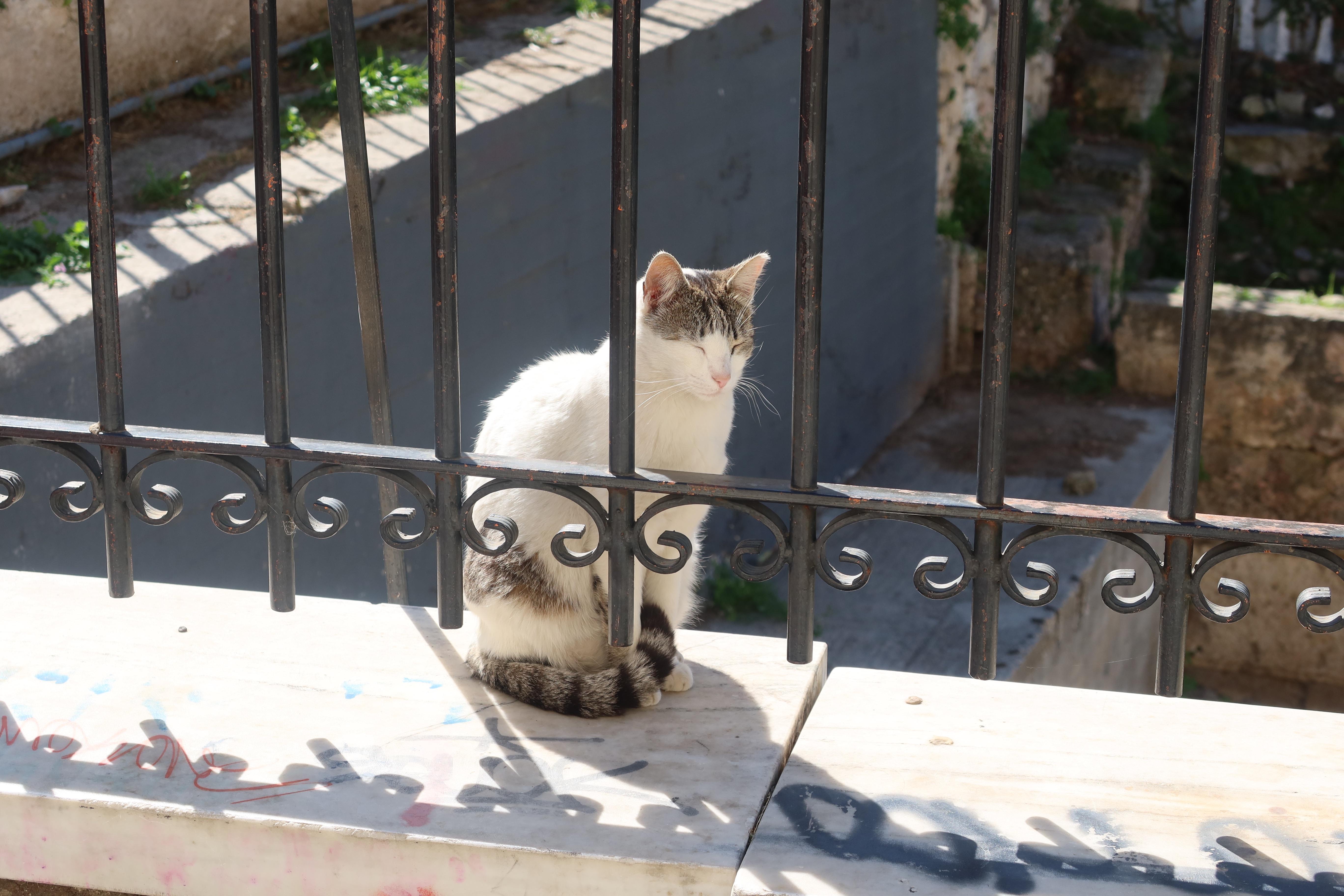 IMG_3764_Original