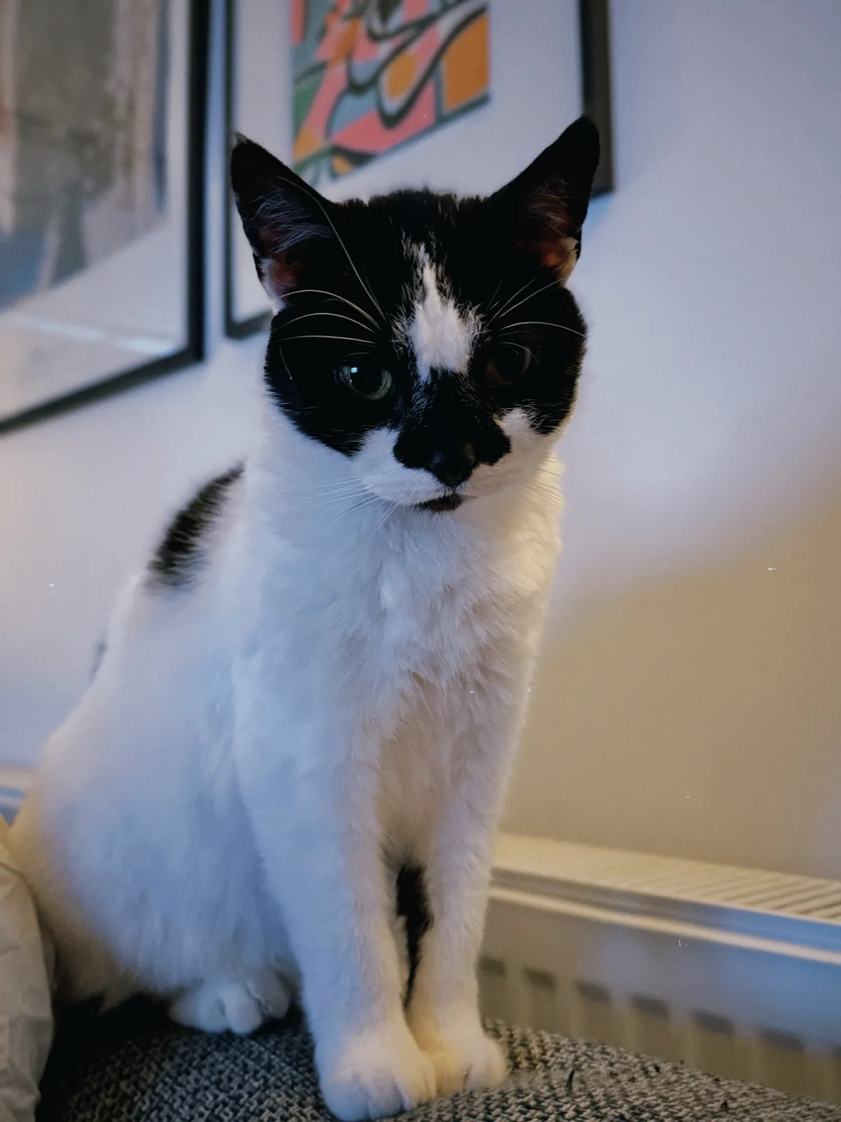 holly the foster cat