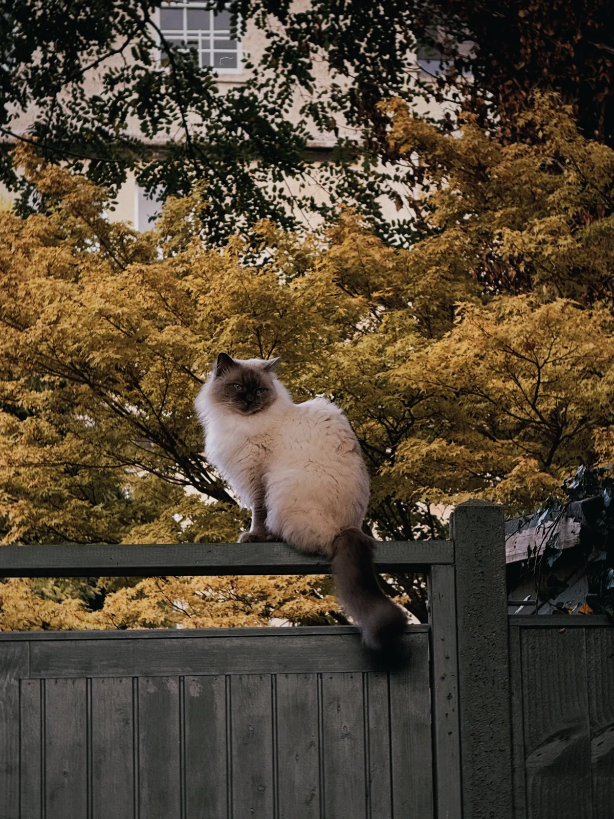 A fluffy cream cat with a dark brown face and tail perched on a grey wooden garden fence, looking towards the camera