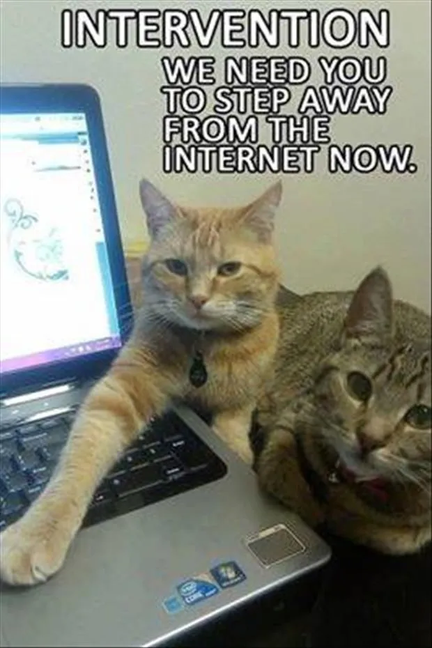 Cats blocking pc screen, saying we need you to get off the internet