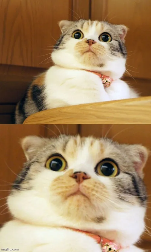 Me, a very very shocked cat