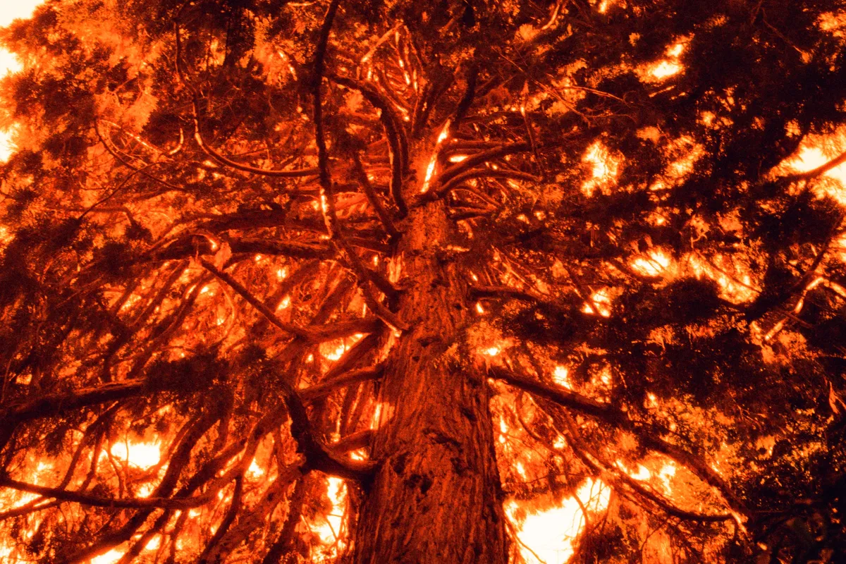 A formidable, caring, and generous tree. I felt hugged.