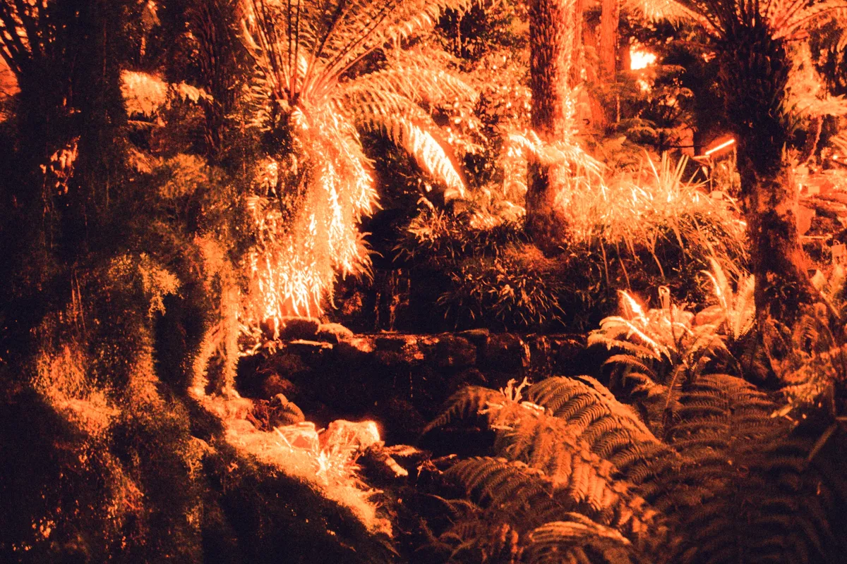 This mini rainforest felt so magical. There was water running through this. I stayed here for so long. I also followed a Yellow Wattlebird to another tree and found her yellow wattles on her ears. I melted.