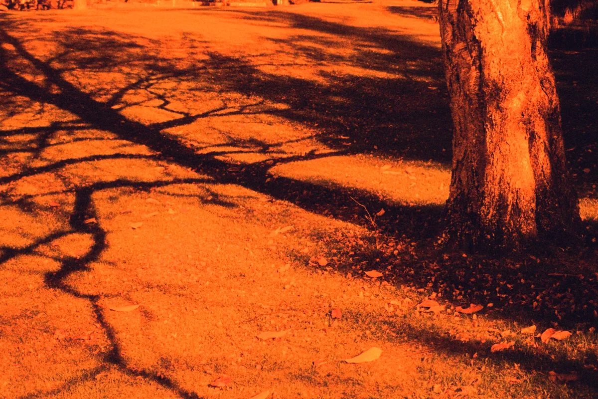 The branch in shadows feel like they are reaching for something desperately. Yet on the tree, it feels like she's merely proudly displaying her appendages.