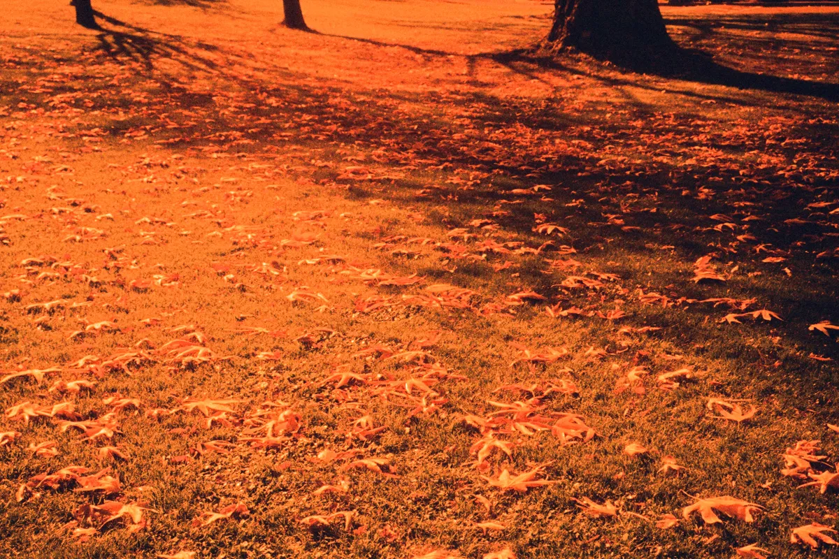 Look at these leaves just laying there being so full of beauty even as they die.