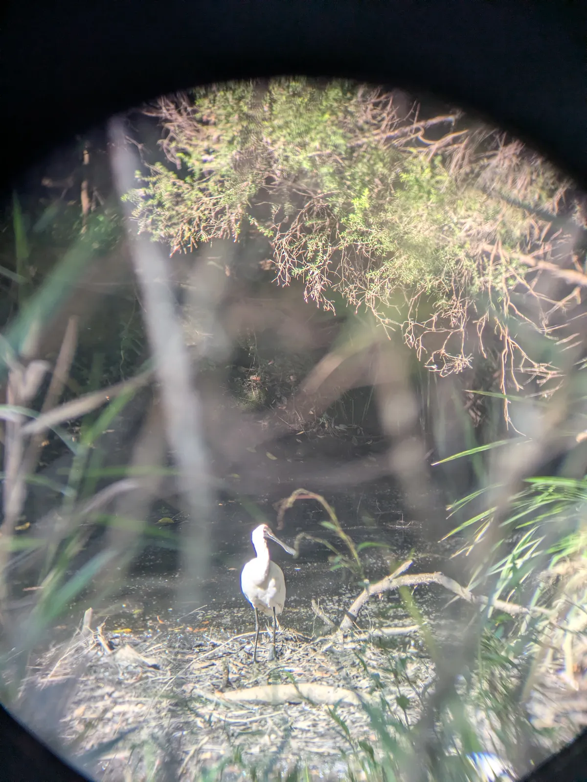 spoonbill