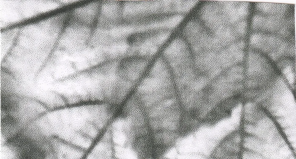 bigleaf