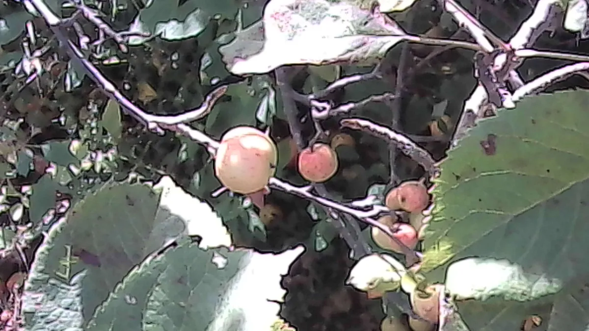 PICT0024