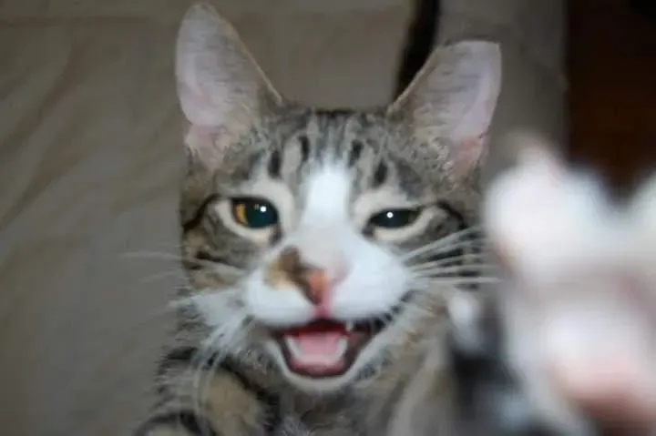 show-me-your-cutest-picture-of-your-cat-heres-mine-v0-h7l224bw47be1