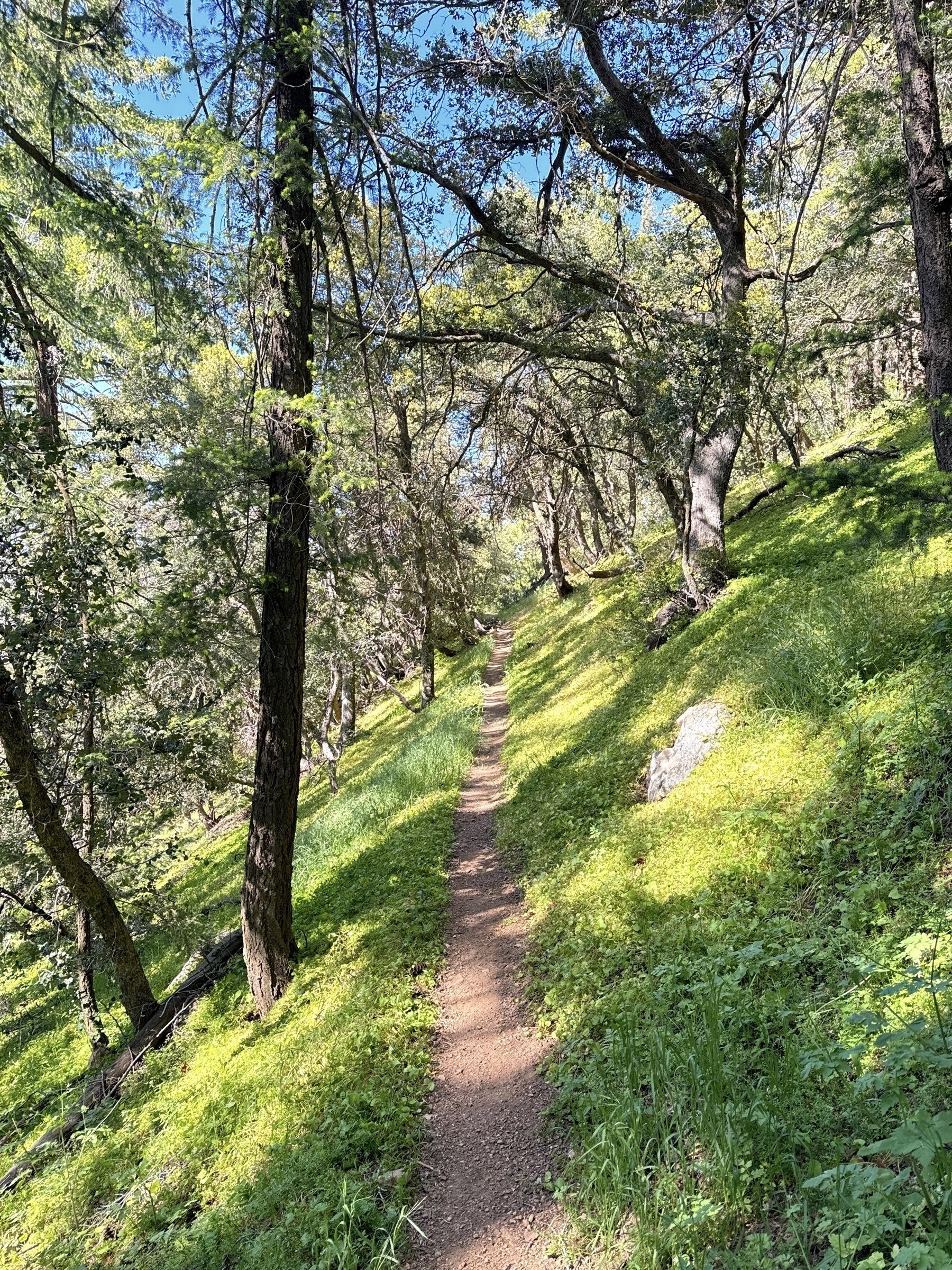 A narrow dirt trail winds through a lush, green forest, with tall trees casting dappled sunlight on the vibrant undergrowth.