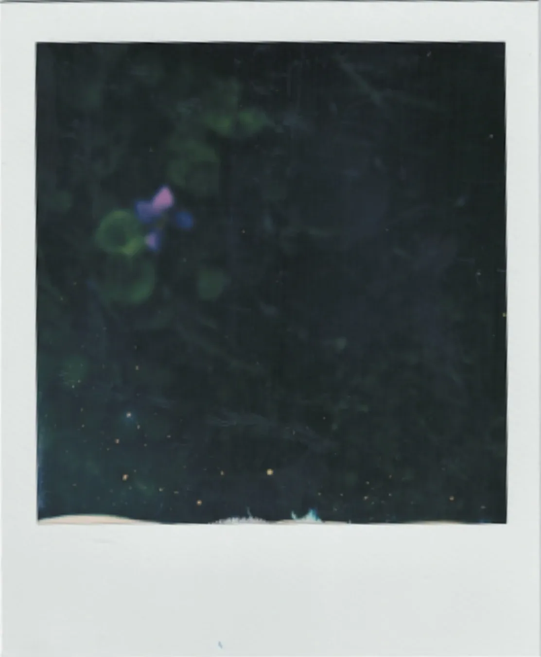 flower 051224 polaroid