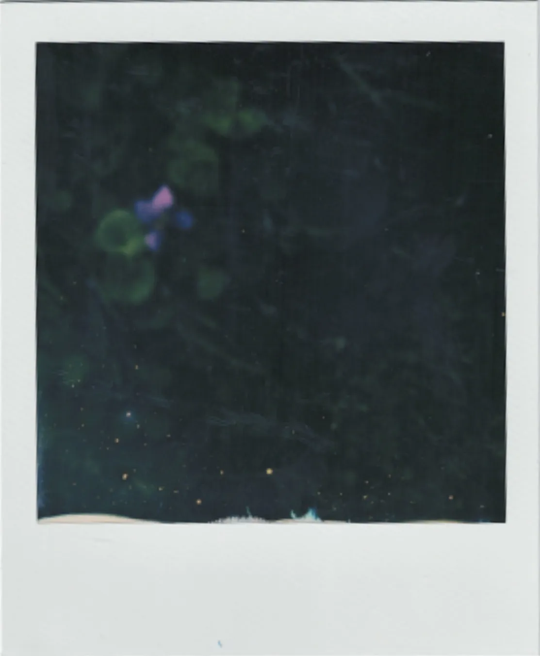 flower 051224 polaroid