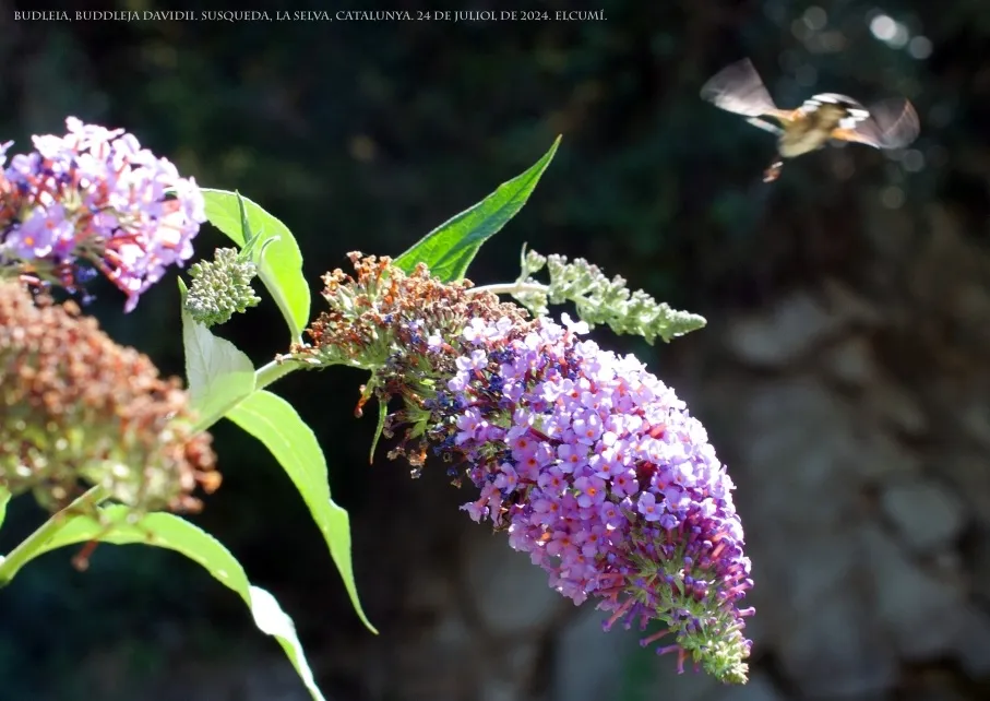 20240724 Buleia Buddleja Davidii - Susqueda FOT 02 (Elcumi 193 KB)