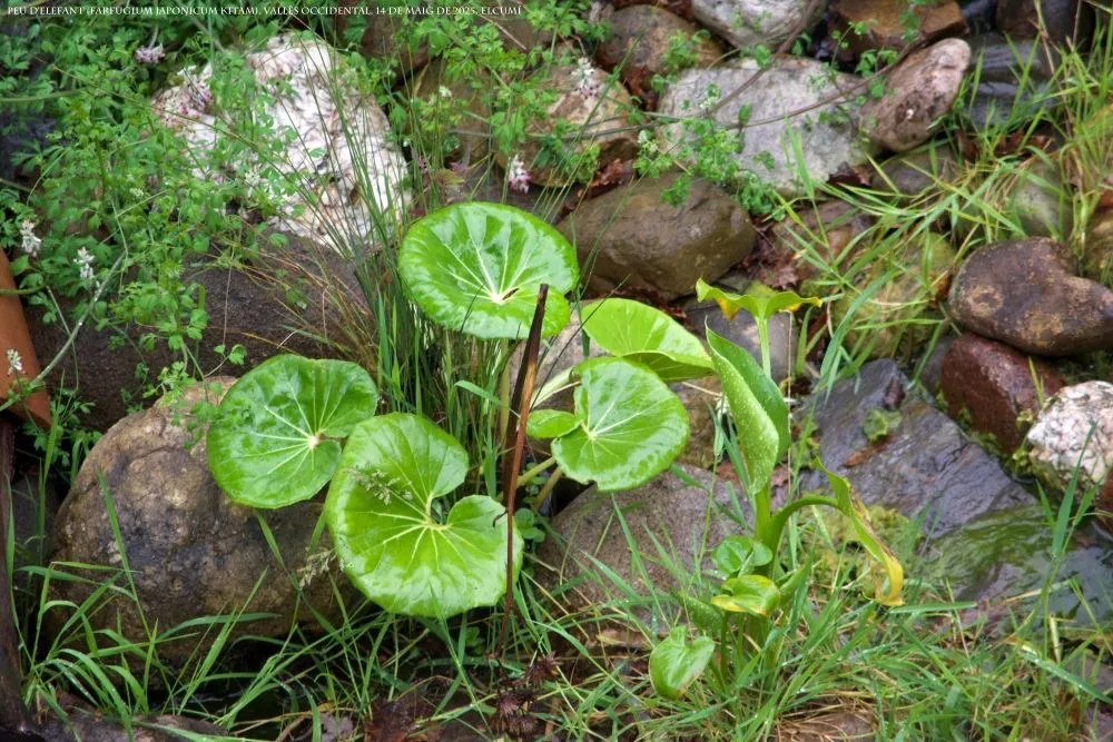 20250314 Peu d'elefant (Farfugium Japonicum - Kitam (Elcumi 182 KB)