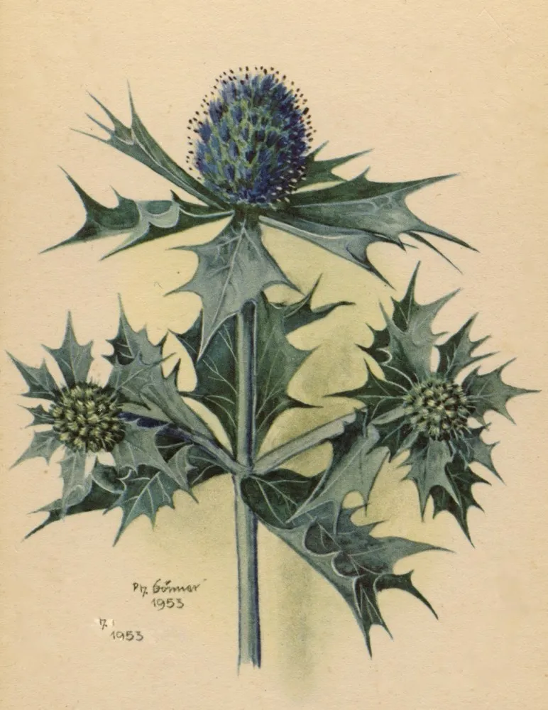 card marí Erynium maritimum panical marí (elcumi 171 KB)