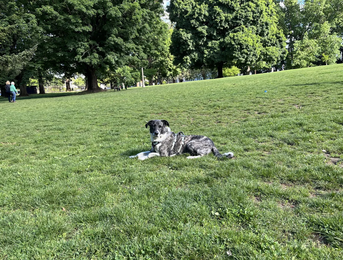 Pecan at the dog park