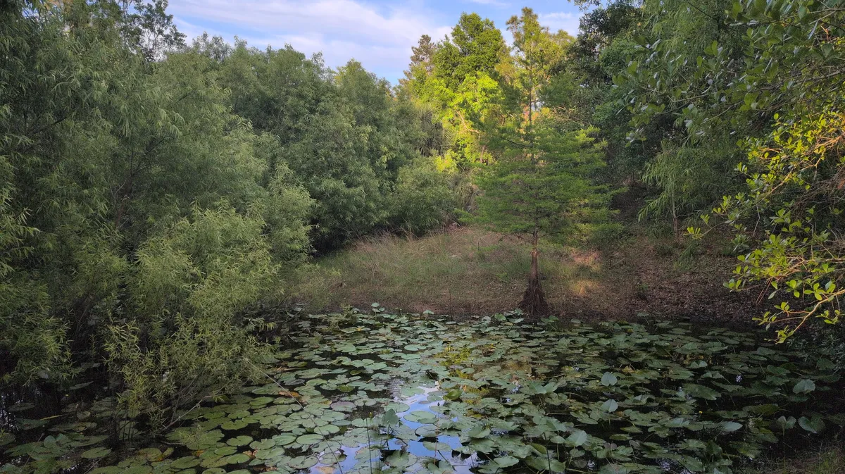 pond