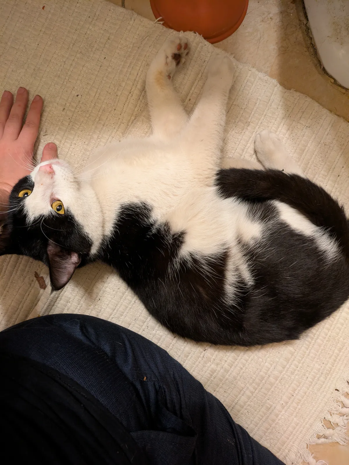 A tuxedo kitten rolls on the ground near his human's hand.
