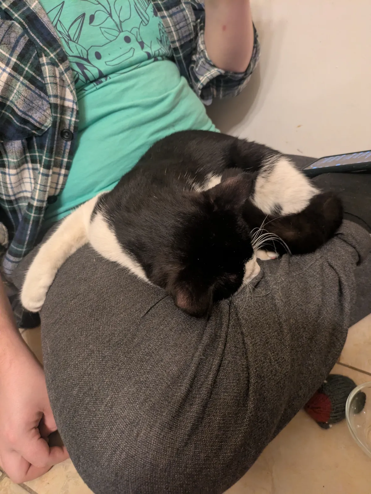 Swiffer Duster asleep in my boyfriend's lap on that first night.
