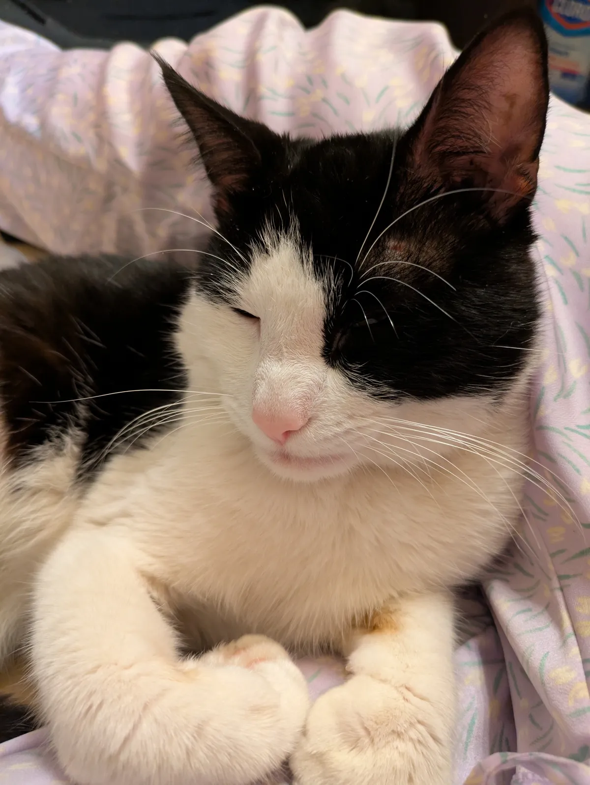 A close up of Swiffer's face as he sleeps in my lap while writing this post.