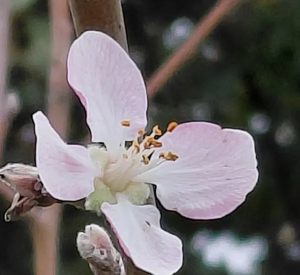 one flower