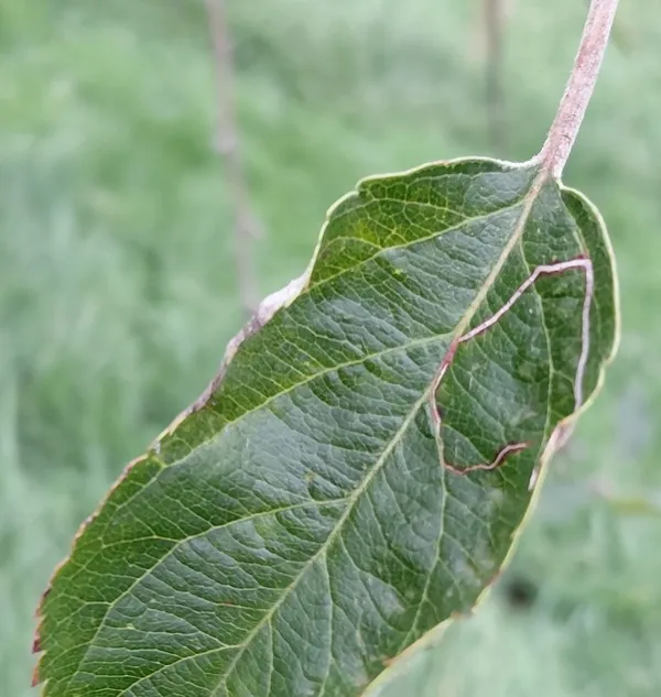 one leaf