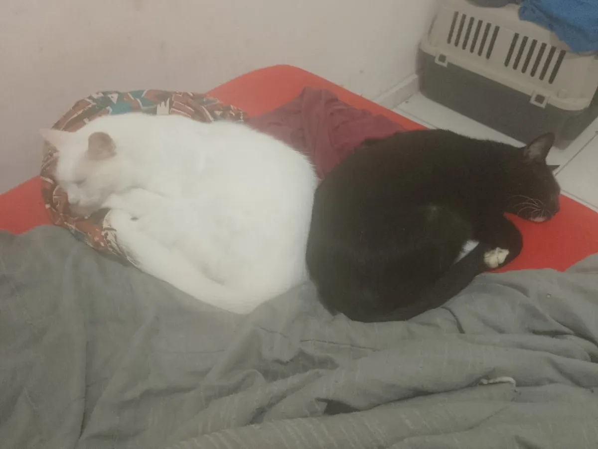 Foto de dois gatos adultos dormindo numa cama de colcha vermelha. Nuvem, um gato branco angorá de pelo longo, está deitado virado para a esquerda. Alpha, um frajola com mais preto que branco, está deitado na mesma posição que Nuvem, mas para a direita. A forma como eles se deitam, com as costas se tocando, faz a imagem parecer um coração.