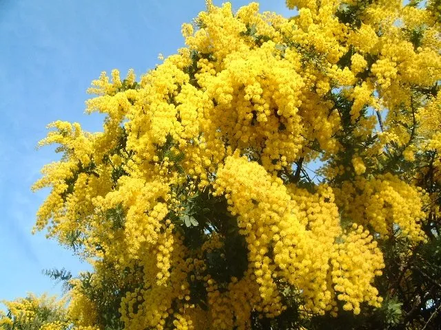 mimoza