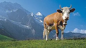 swiss-cow