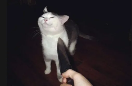The concept of hope as Knife Cat