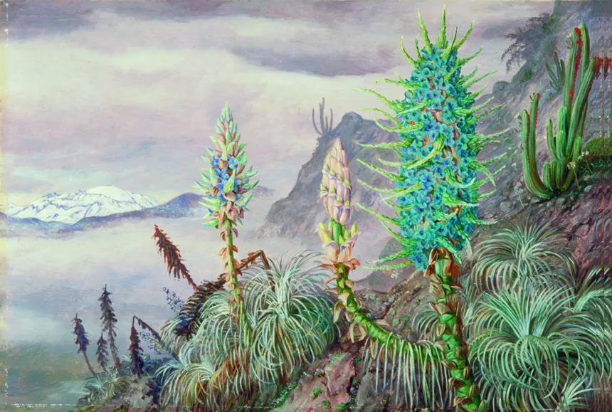 puya alpestris