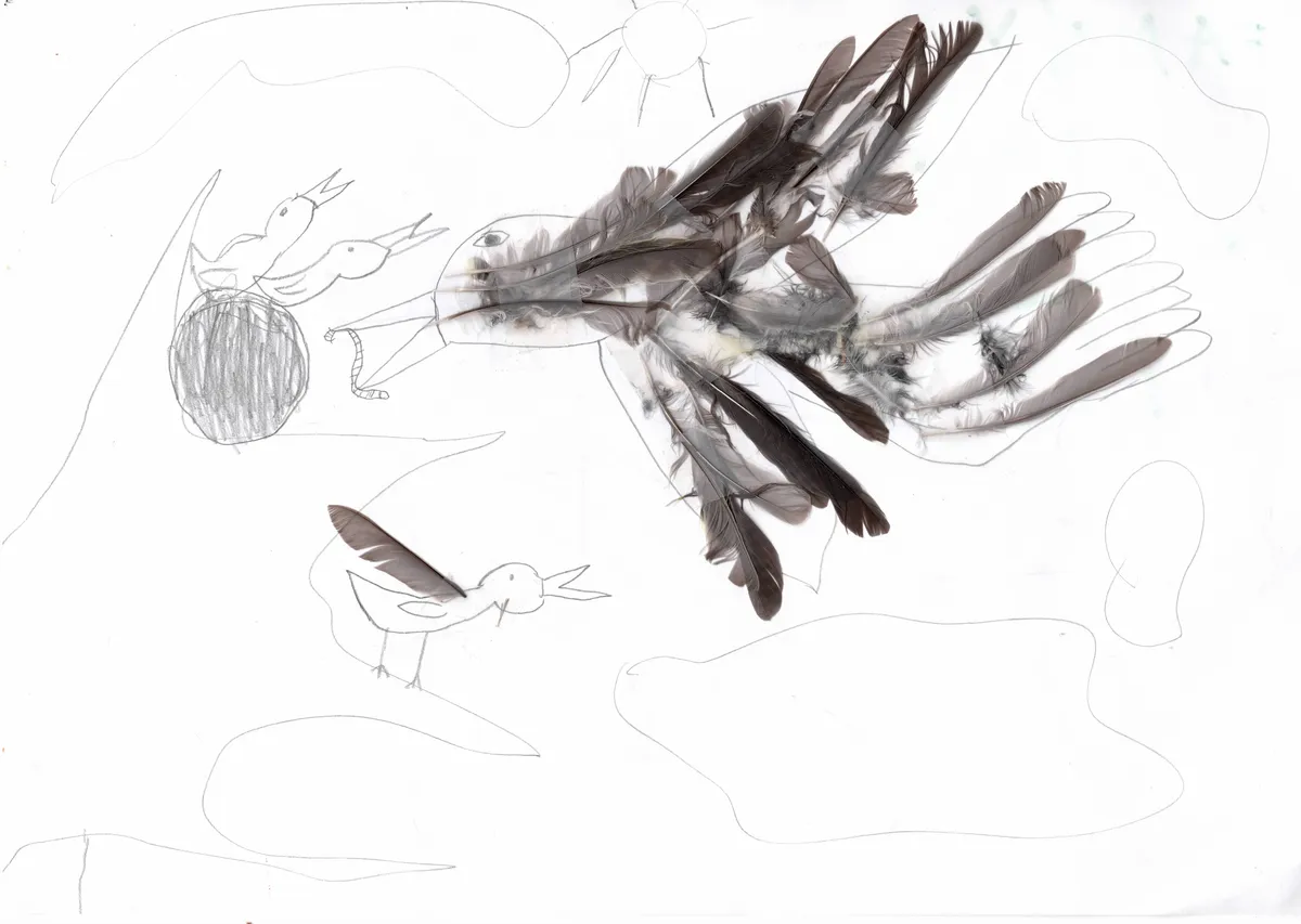 Plumes recto