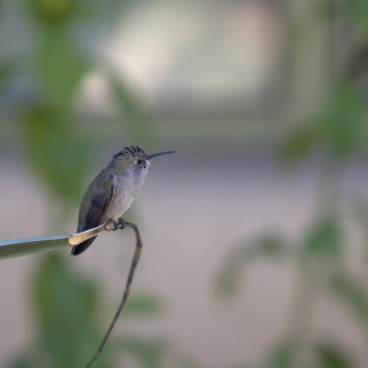 IMG_1286-edited-edited