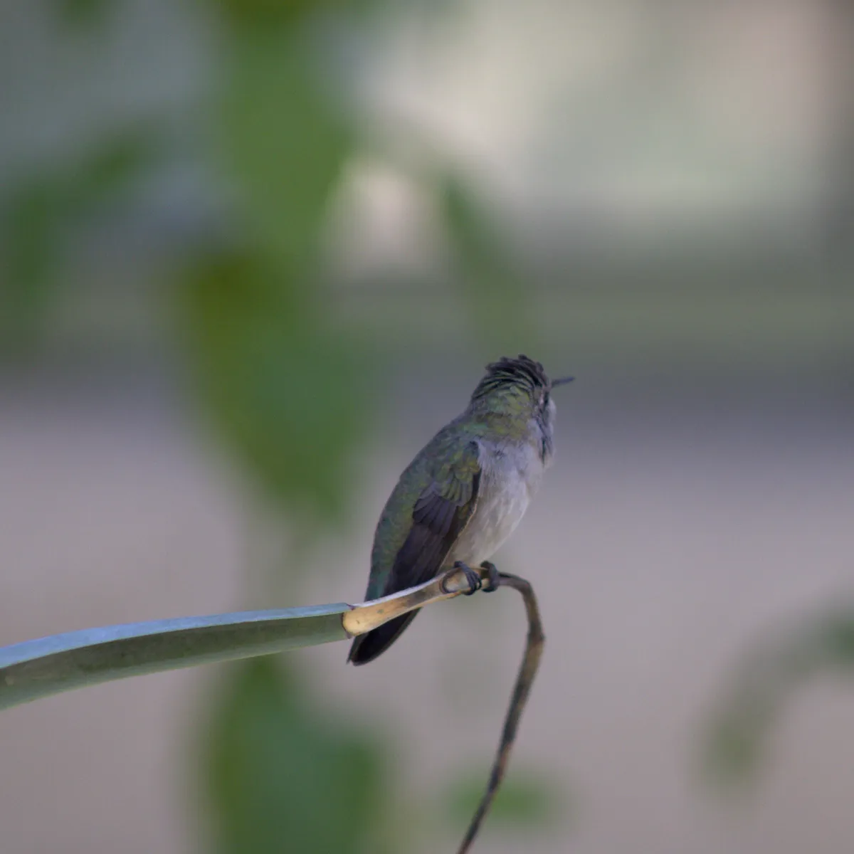 IMG_1288-edited-edited