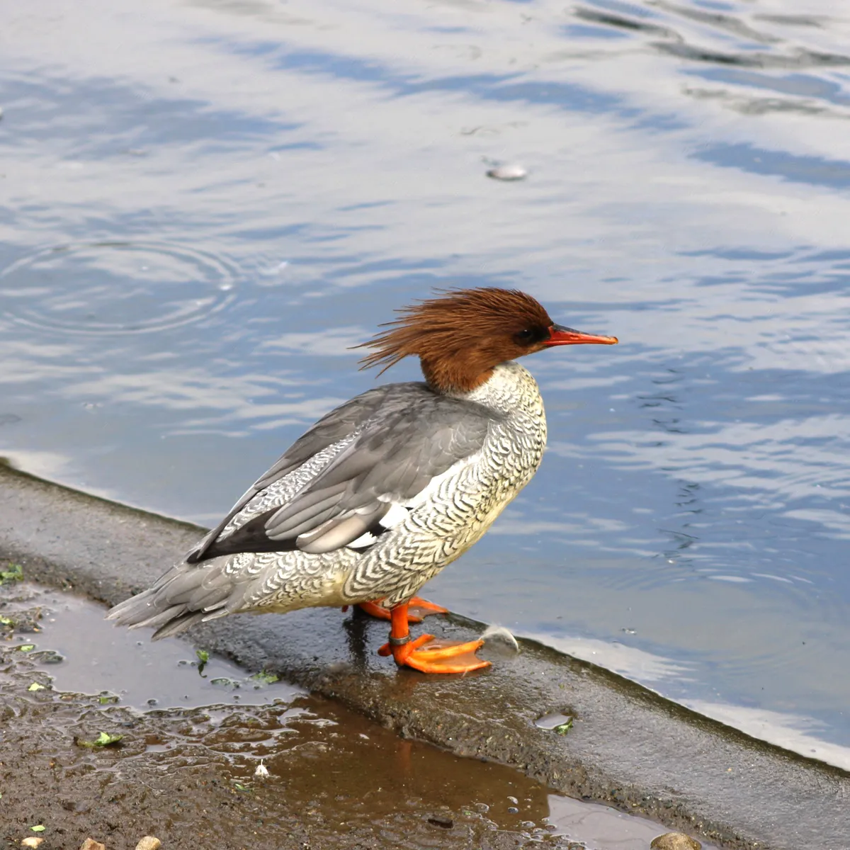 IMG_1561-edited-edited