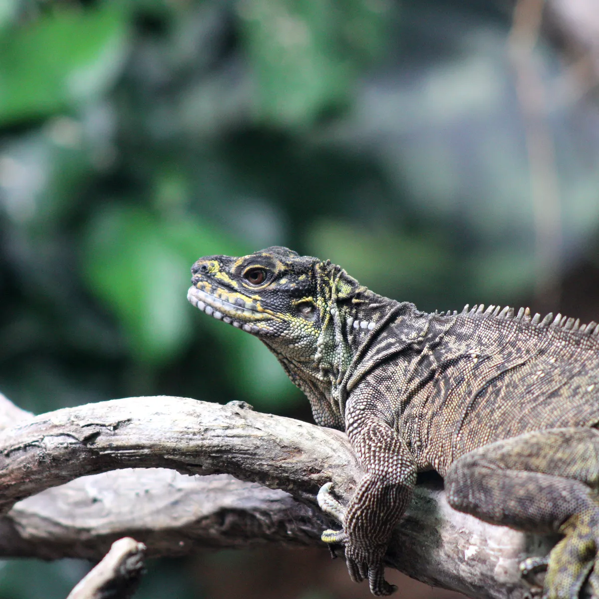 IMG_1739-edited-edited