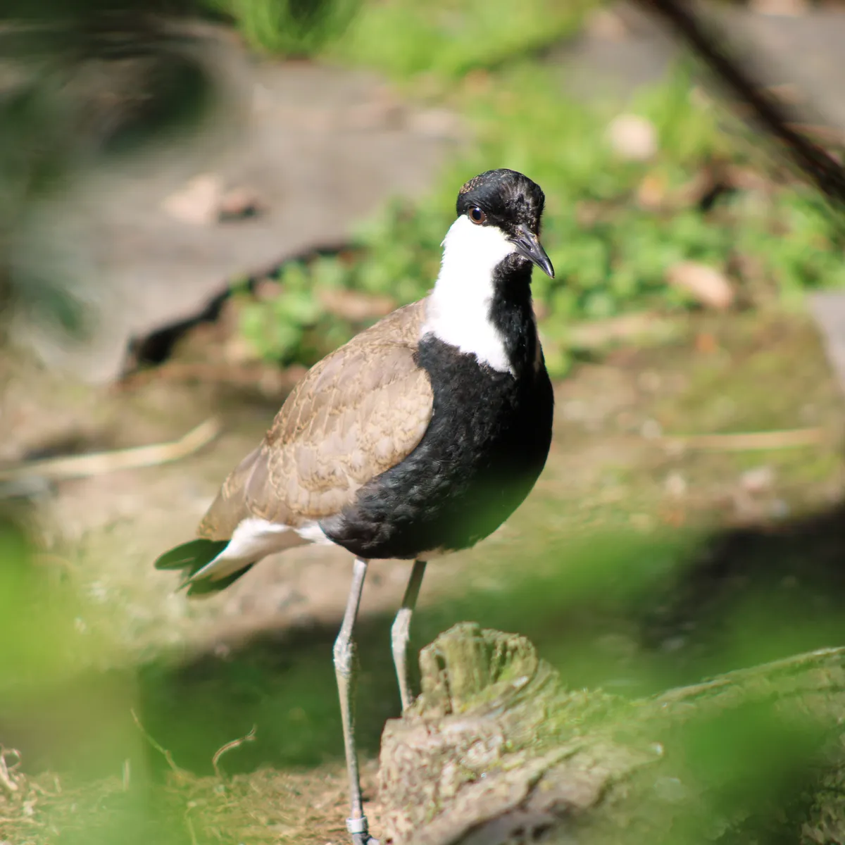 IMG_1791-edited-edited