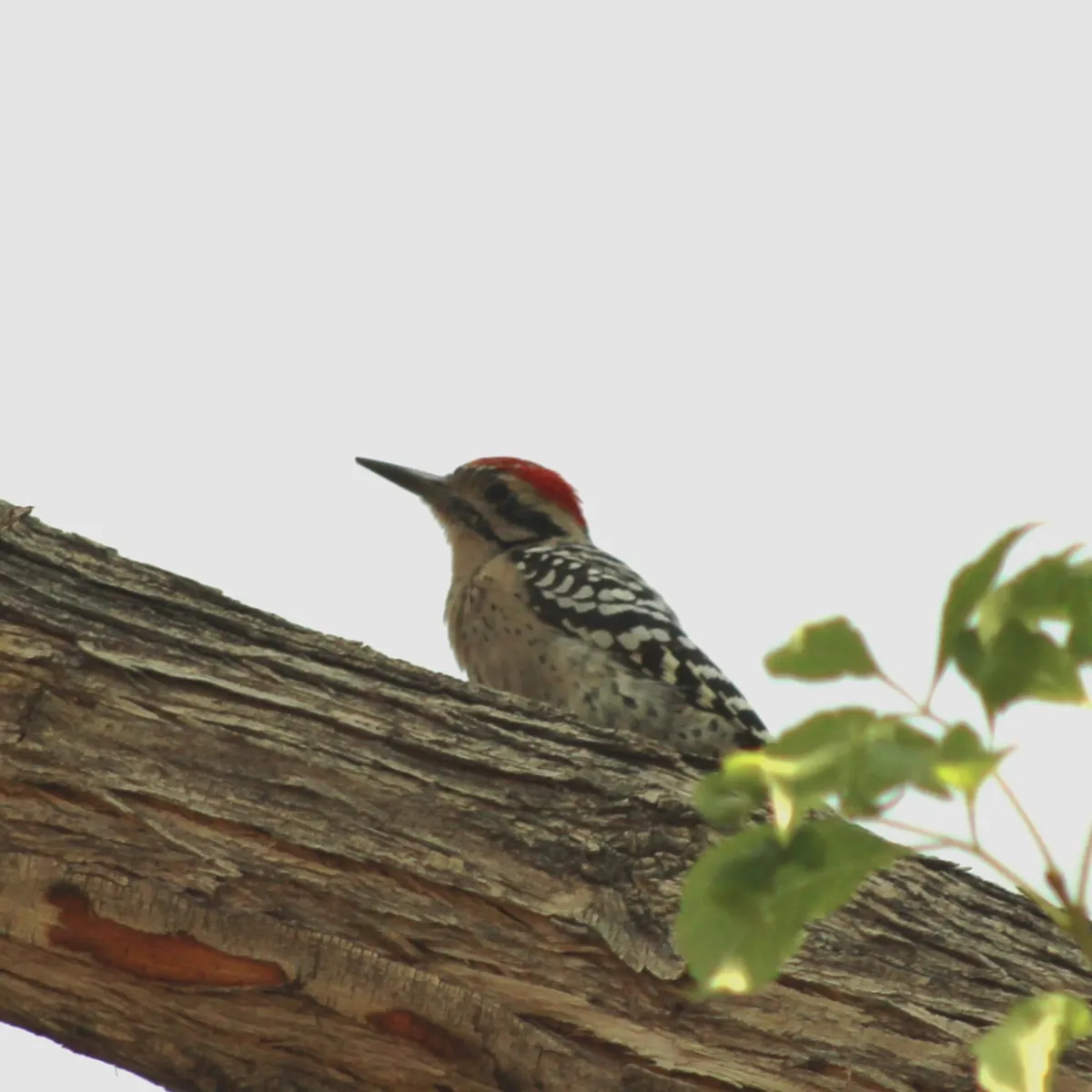 IMG_3294-edited-edited